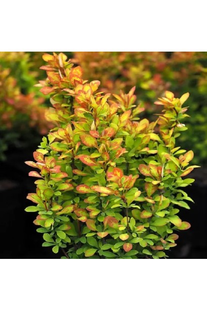 Барбарис тунберга Голден Карпет | Berberis thunbergii Golden Carpet